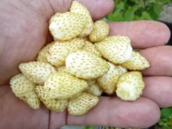 Pineapple Crush Alpine Strawberry