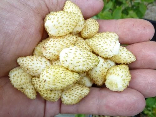 Pineapple Crush Alpine Strawberry