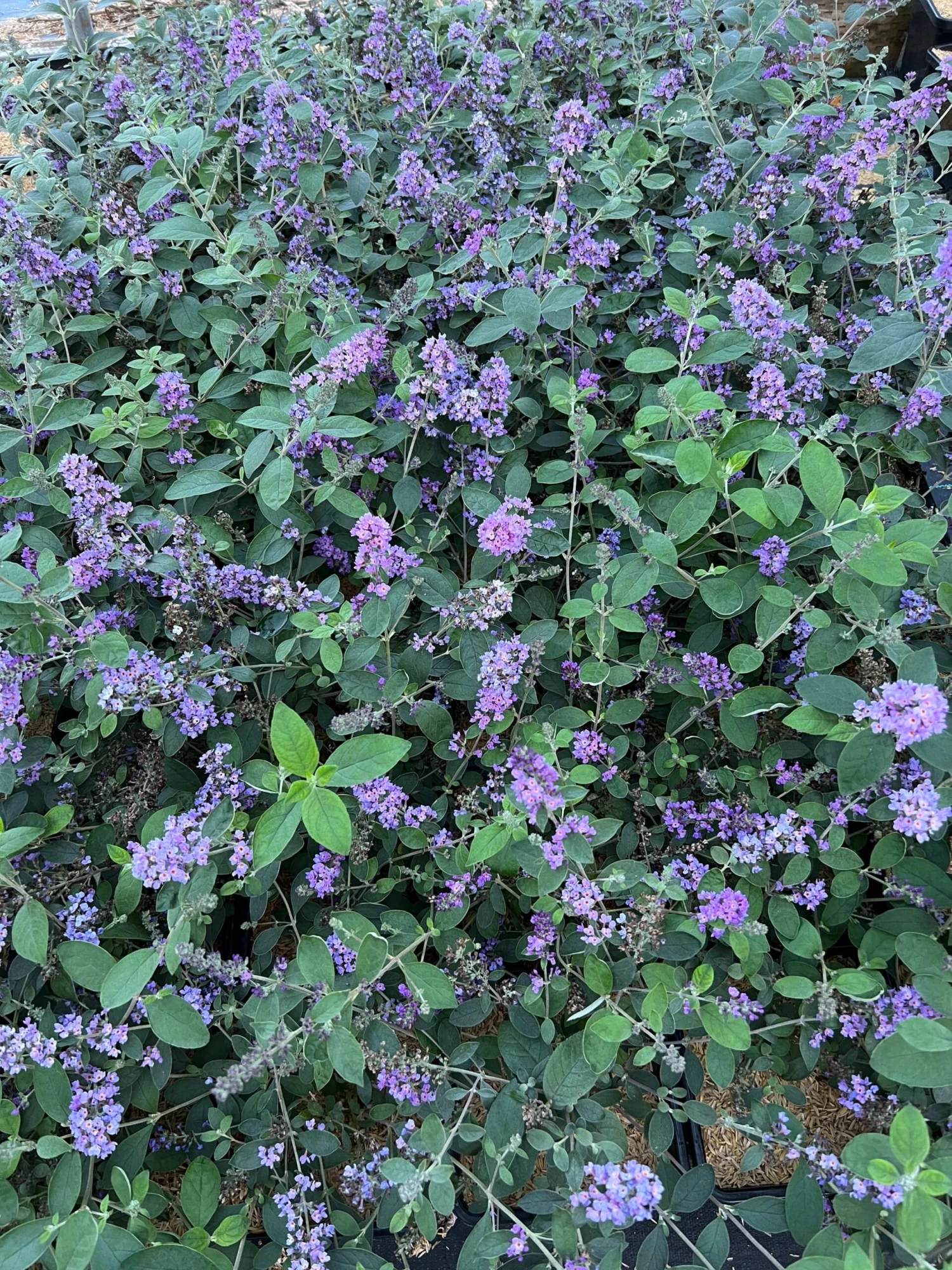 LO & BEHOLD® ‘Blue Chip Jr.’ - Image 2