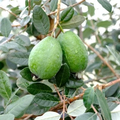 Unique Guava