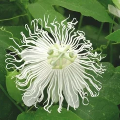Passiflora SnowPop™