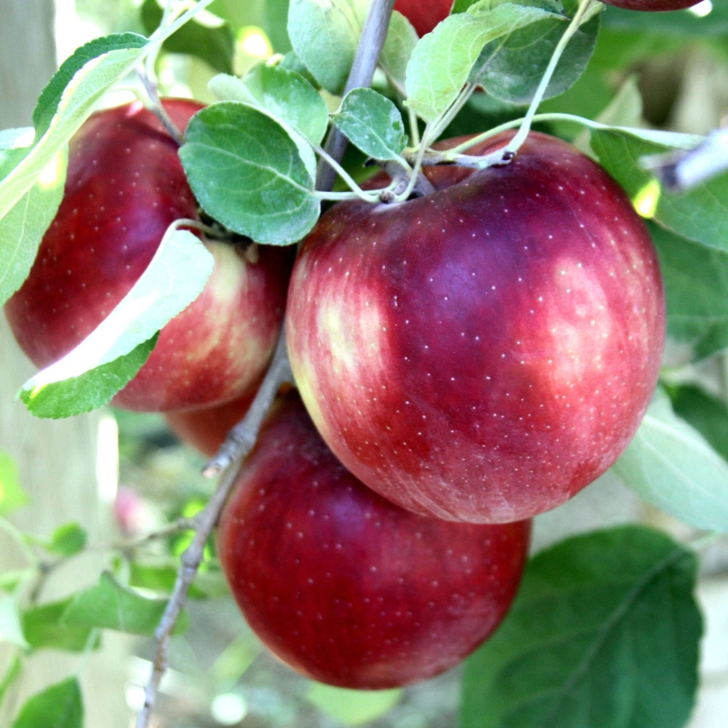 Cosmic Crisp And Melrose Apple Bundle (3 Trees) - Image 2