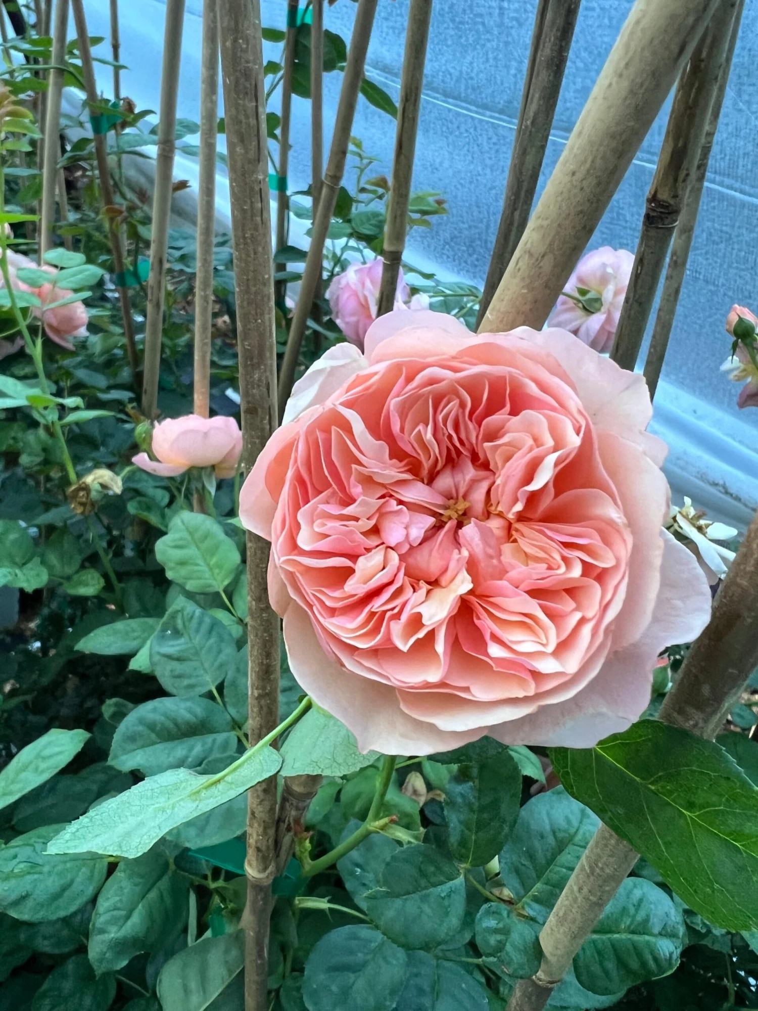 FLAVORETTE⢠Honey-Apricot Rose - Image 3