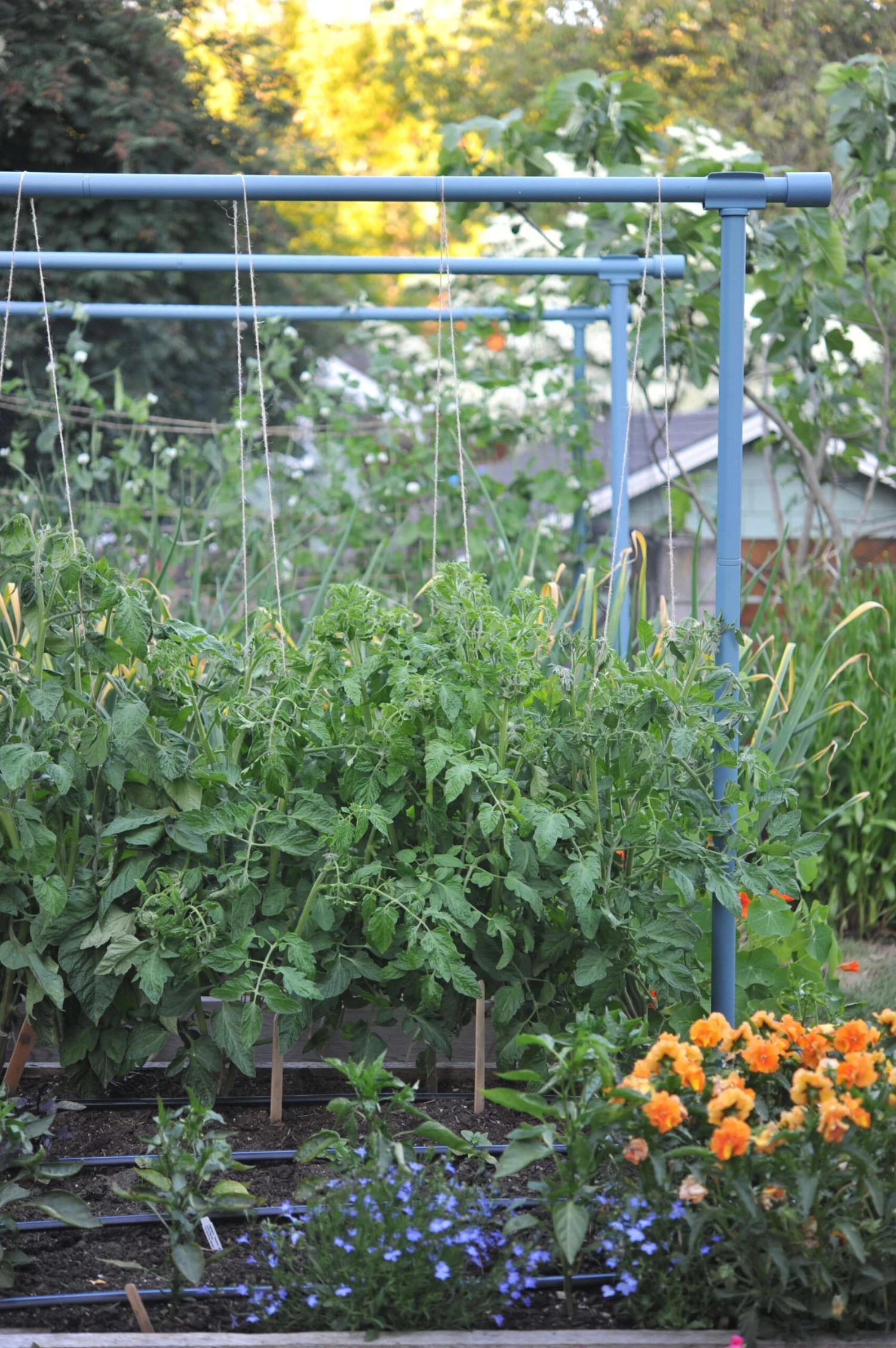 Freyr Trellis By Seattle Urban Farm Company - Image 2