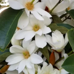 Michelia Doltsopa "Fairy White"