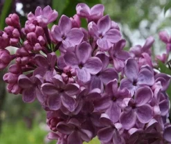 Frank's Fancy Lilac