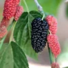 Black Beauty Fruiting Mulberry