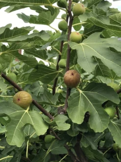 Madeleine Des Deux Saisons Fig
