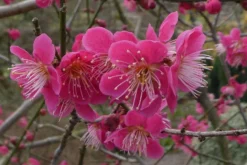 Roseglow Flowering Apricot