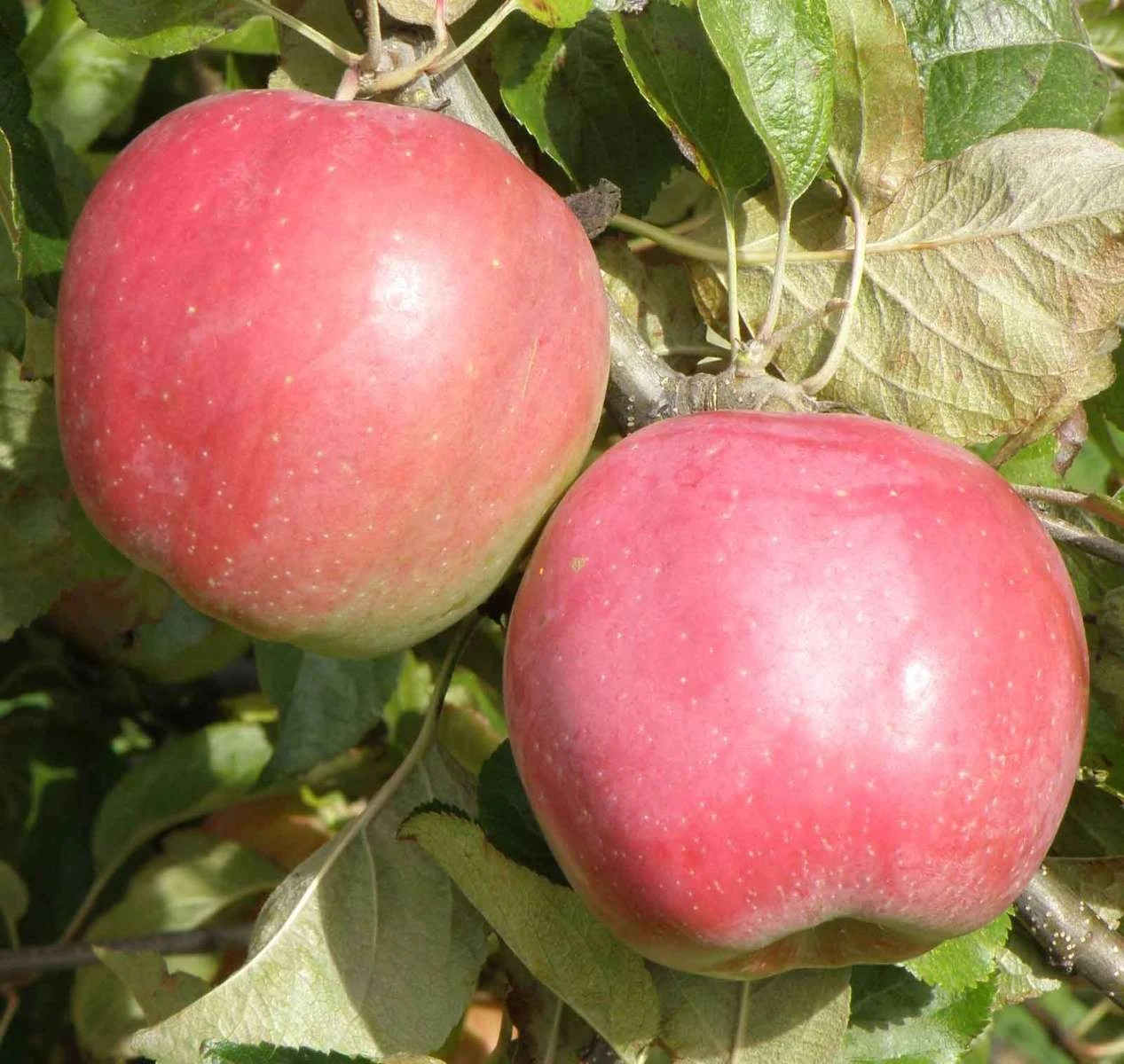 Northern Spy Apple - Image 2