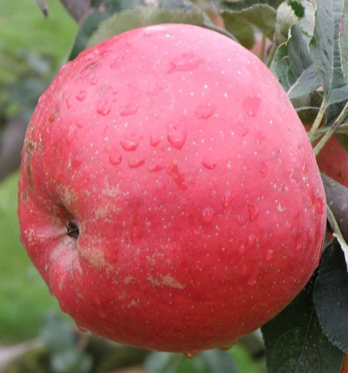 Tompkins King Apple Tree - Image 2