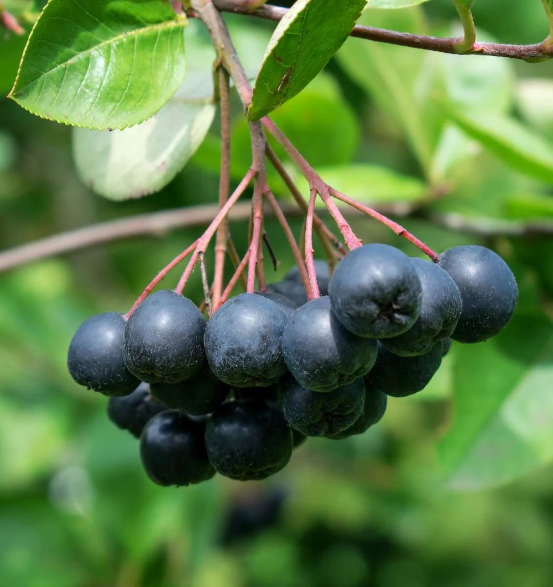 McKenzie Aronia