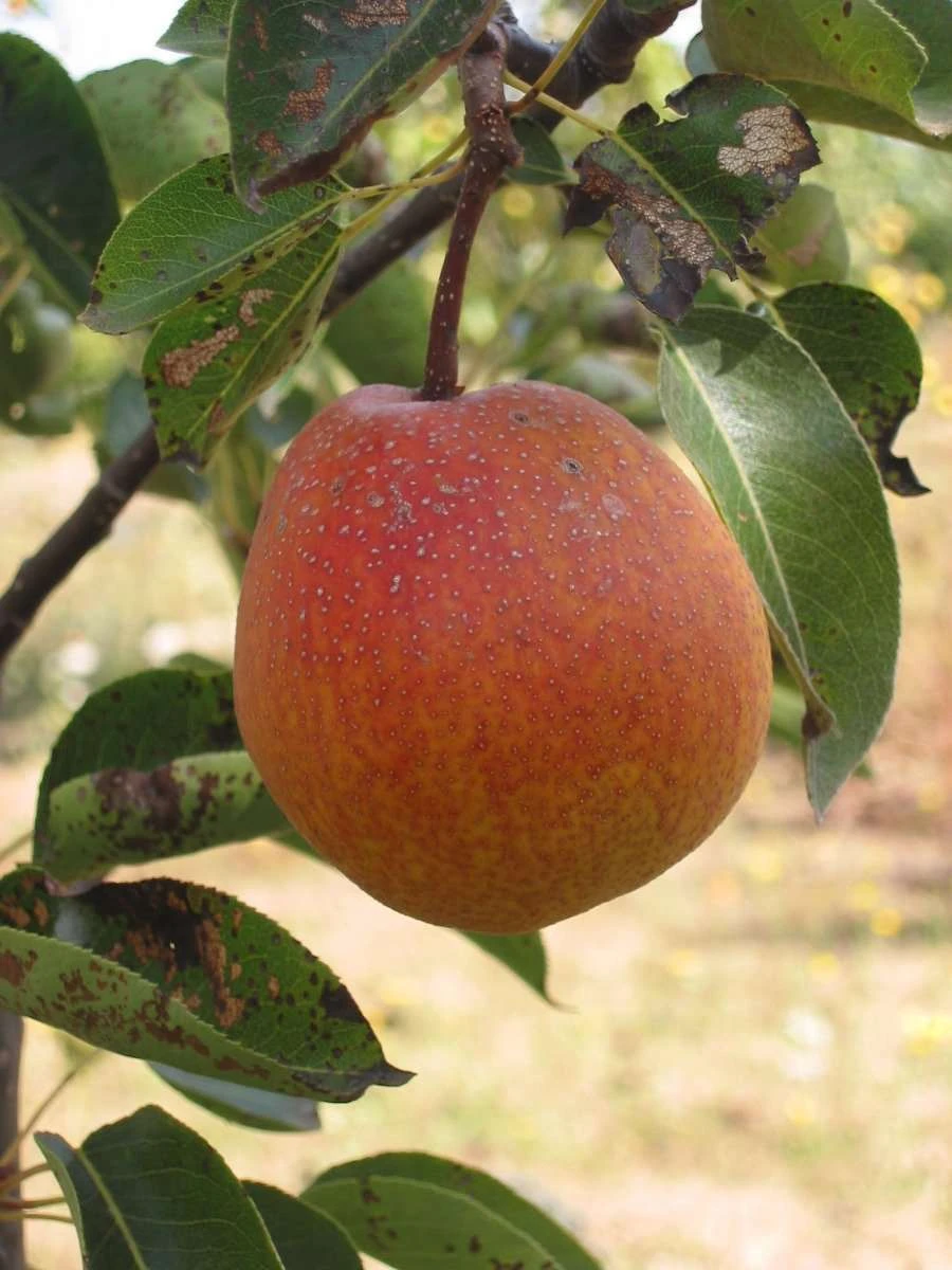 Ooharabeni Asian Pear