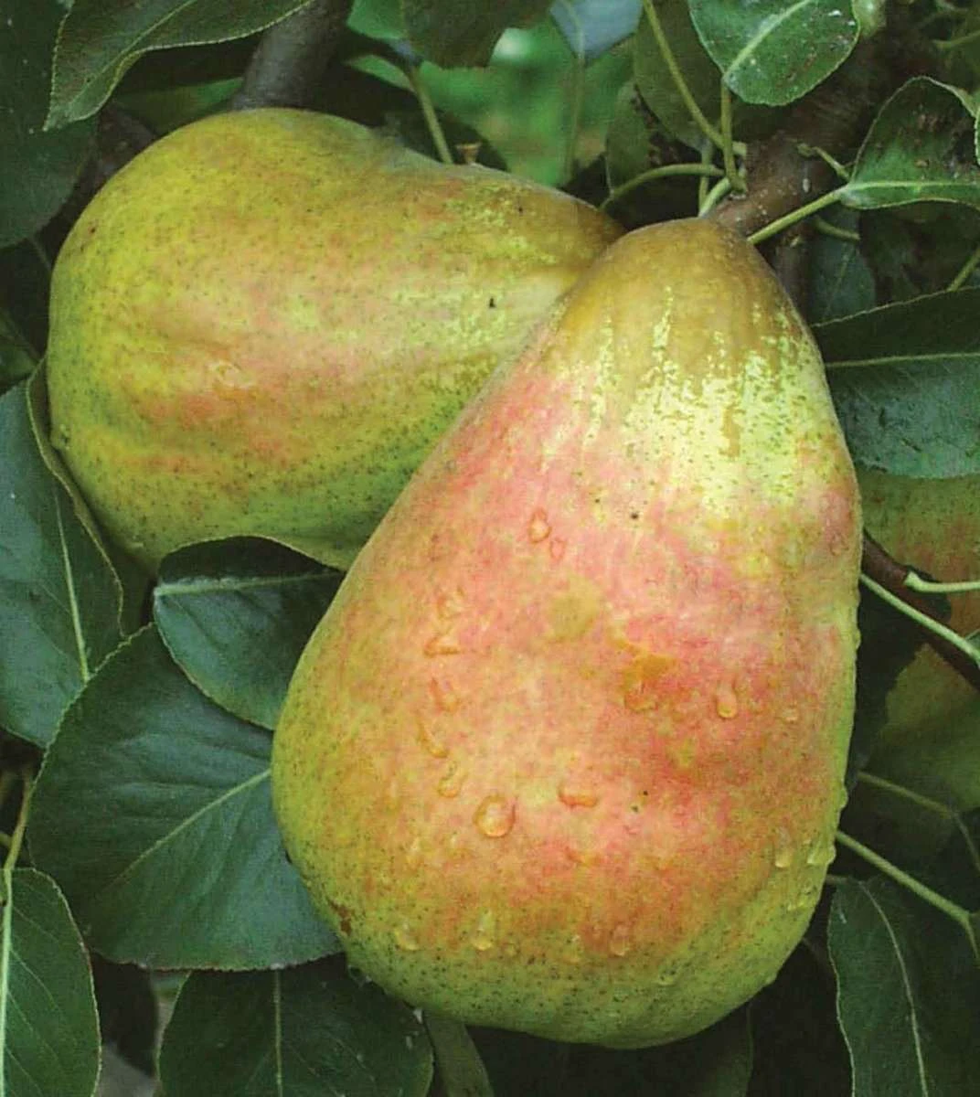 Bartlett European Pear - Image 2
