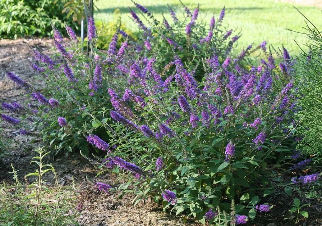 LO & BEHOLD® ‘Blue Chip Jr.’ - Image 3