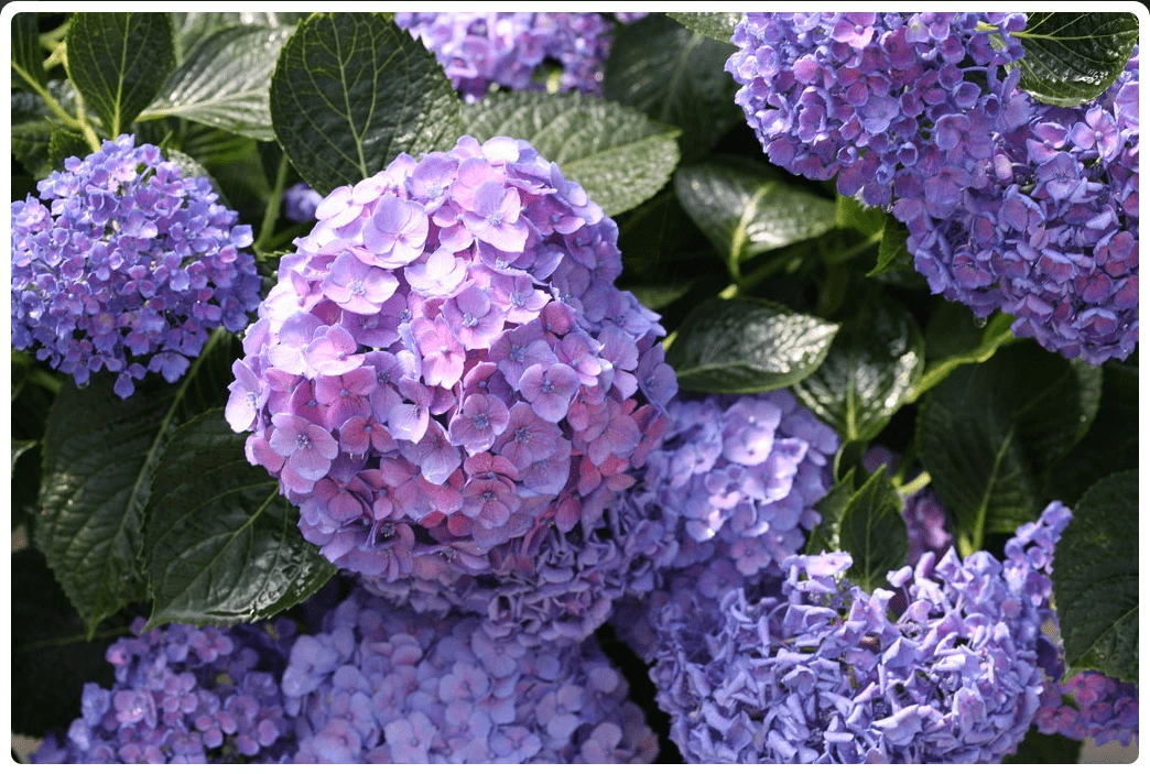 Let's DanceĀ® Blue JanglesĀ® Reblooming Hydrangea - Image 4