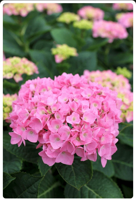 Let's DanceĀ® Blue JanglesĀ® Reblooming Hydrangea - Image 3
