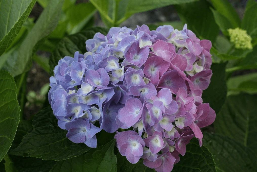 Let's DanceĀ® Blue JanglesĀ® Reblooming Hydrangea - Image 2