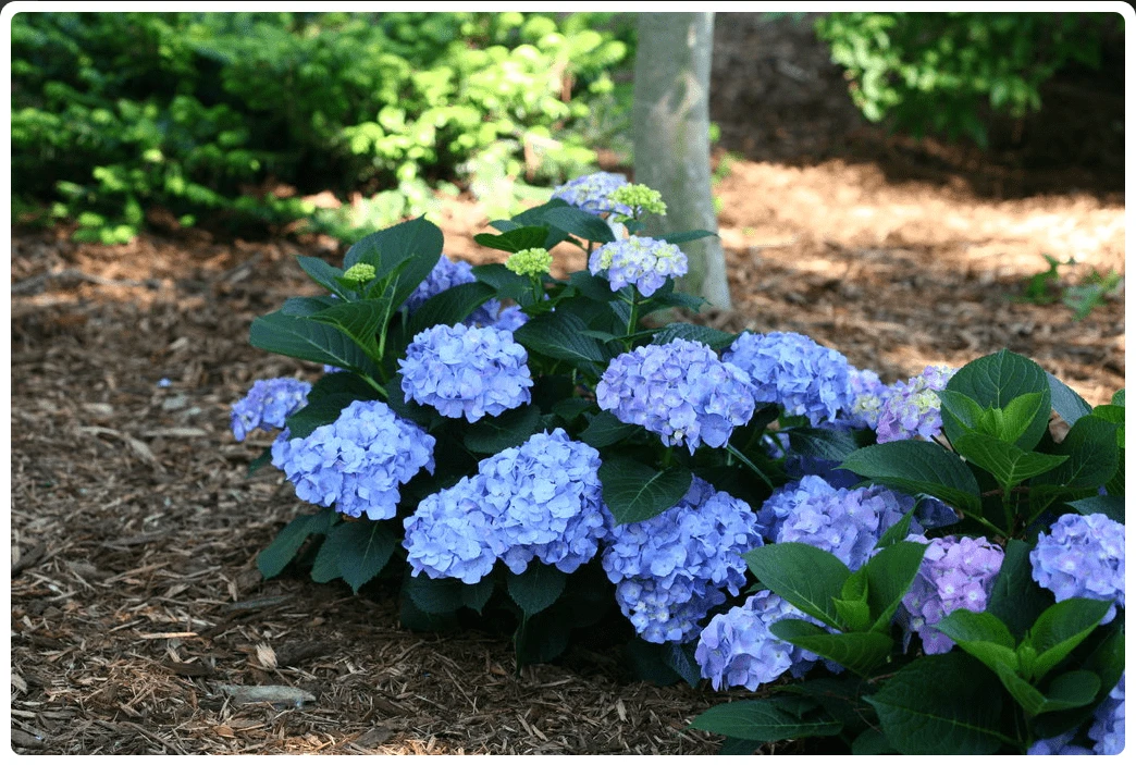 Let's DanceĀ® Blue JanglesĀ® Reblooming Hydrangea