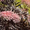 Black Lace® Elderberry