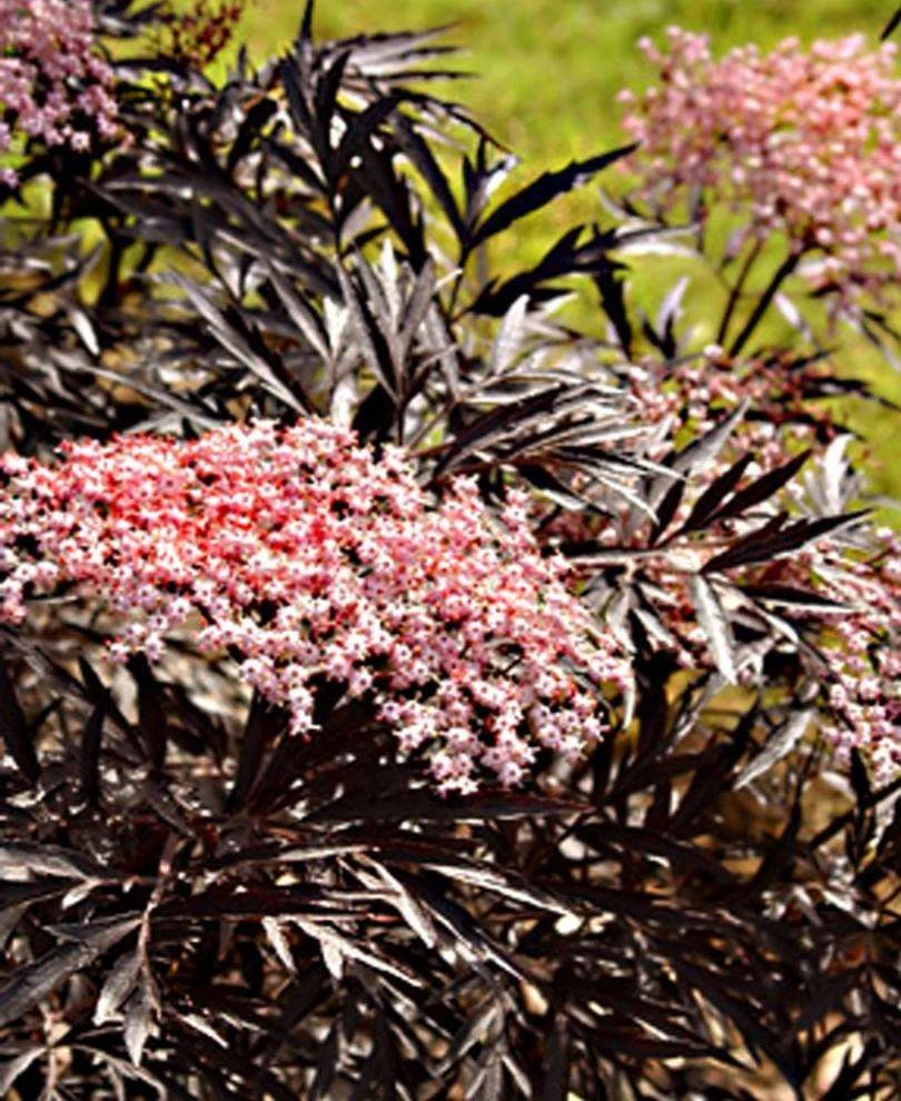 Black LaceĀ® Elderberry