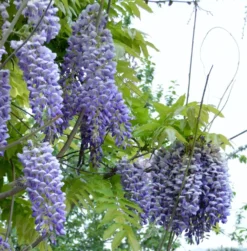 Alpha Blue Moon Wisteria