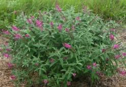 Alpha Miss Ruby Buddleia