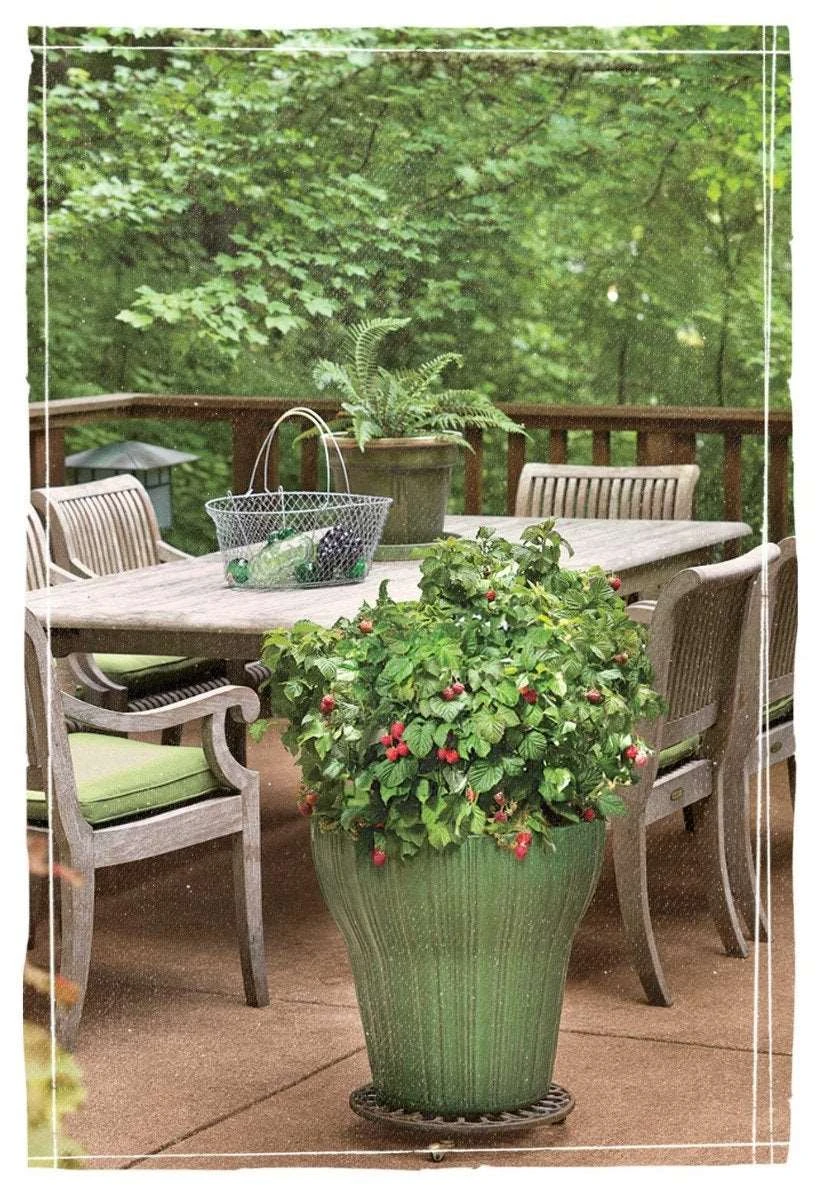 Bushel And Berry® Raspberry Shortcake® Raspberry