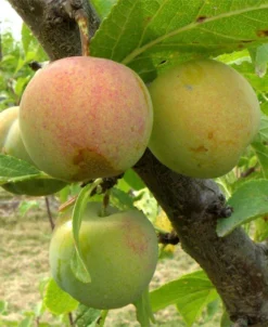 Cambridge Gage European Plum