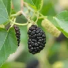 Contorted Mulberry