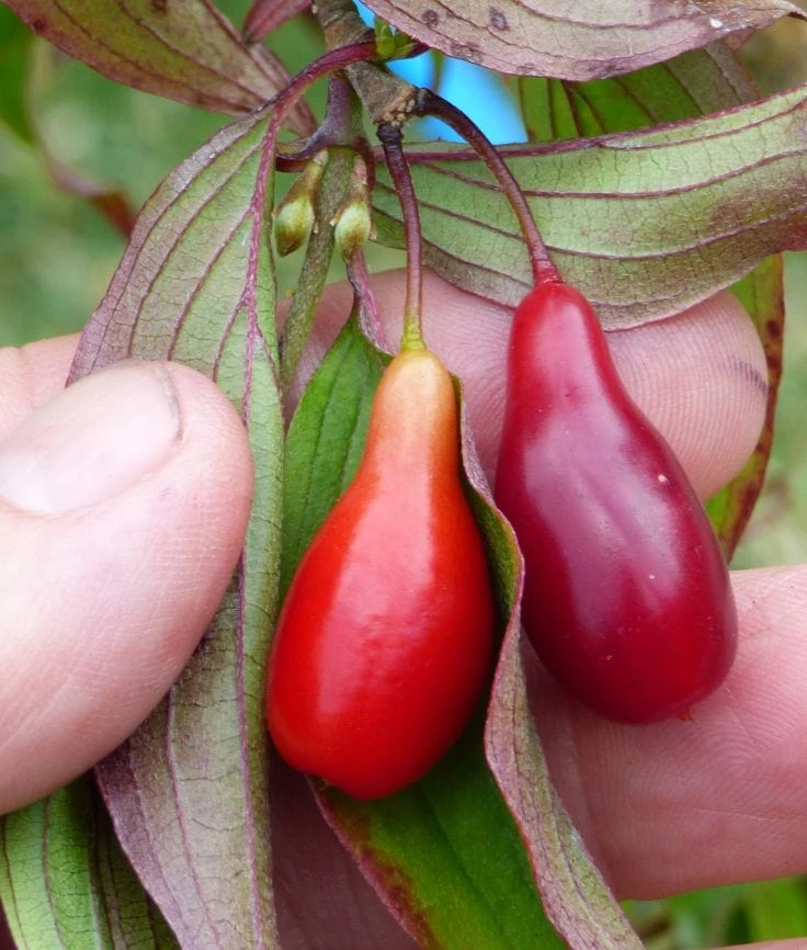 Elegantâ„¢ Cornus Mas