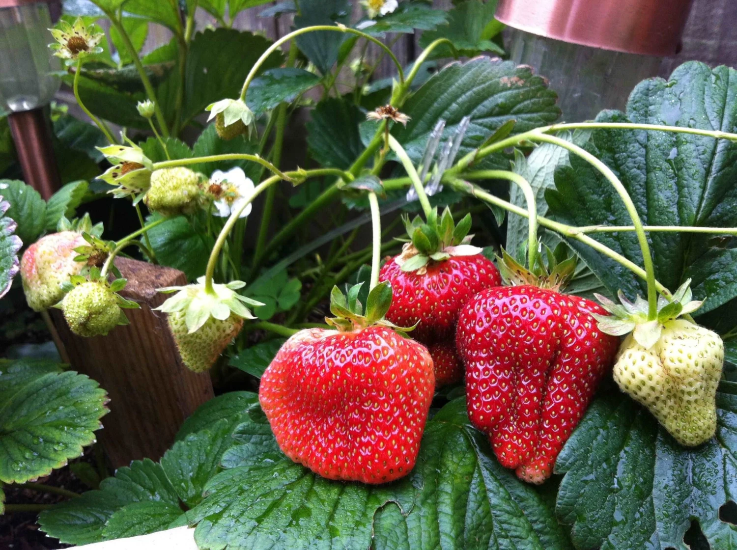 Quinault Strawberry - Image 2
