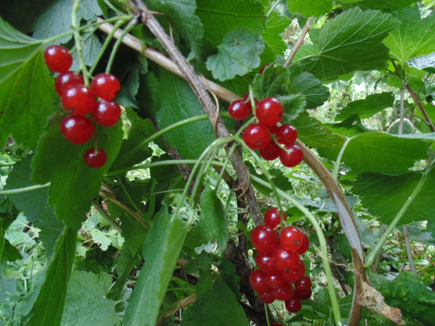 Honeywood Red Currant