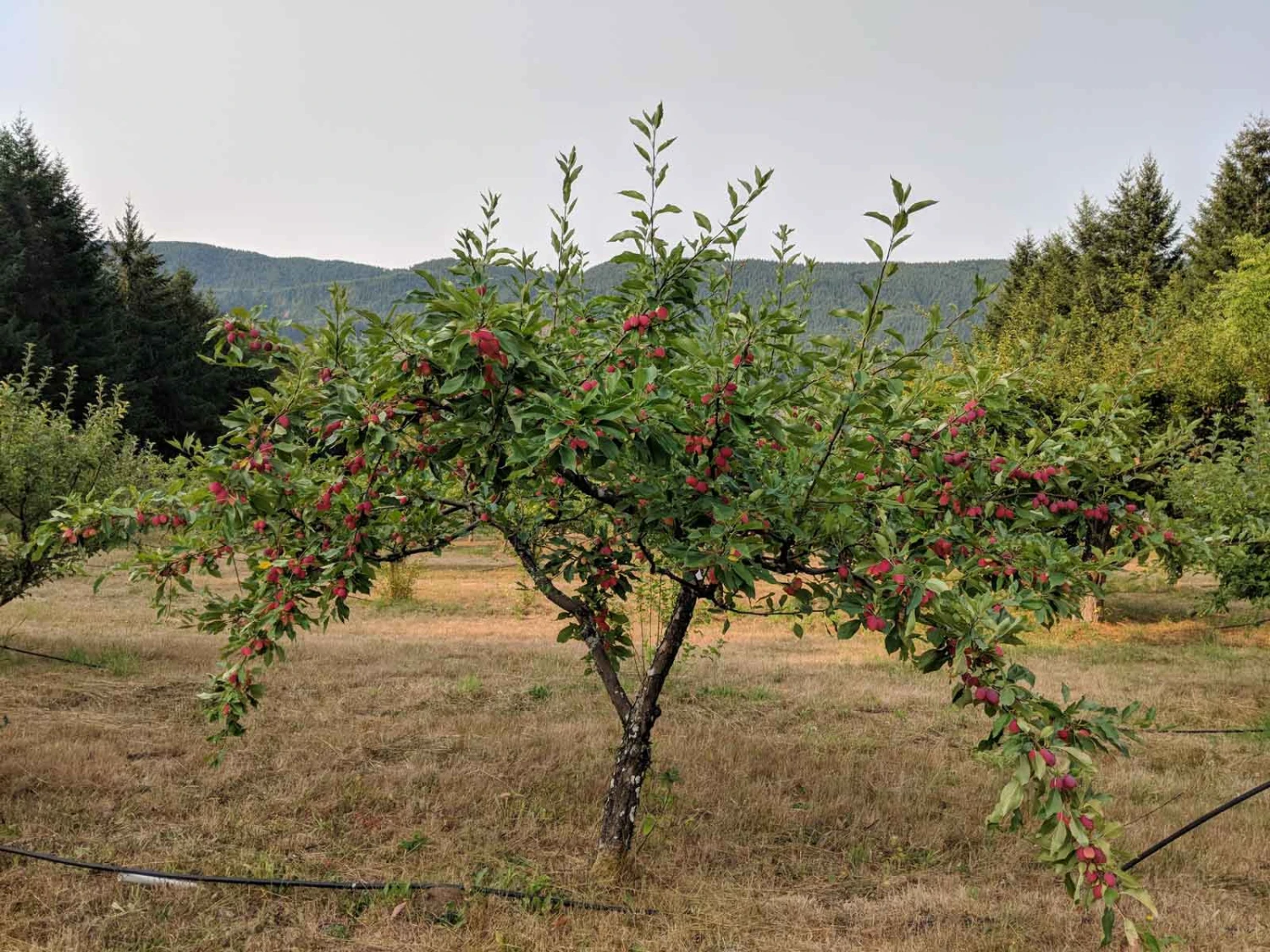 Evereste Crabapple - Image 3