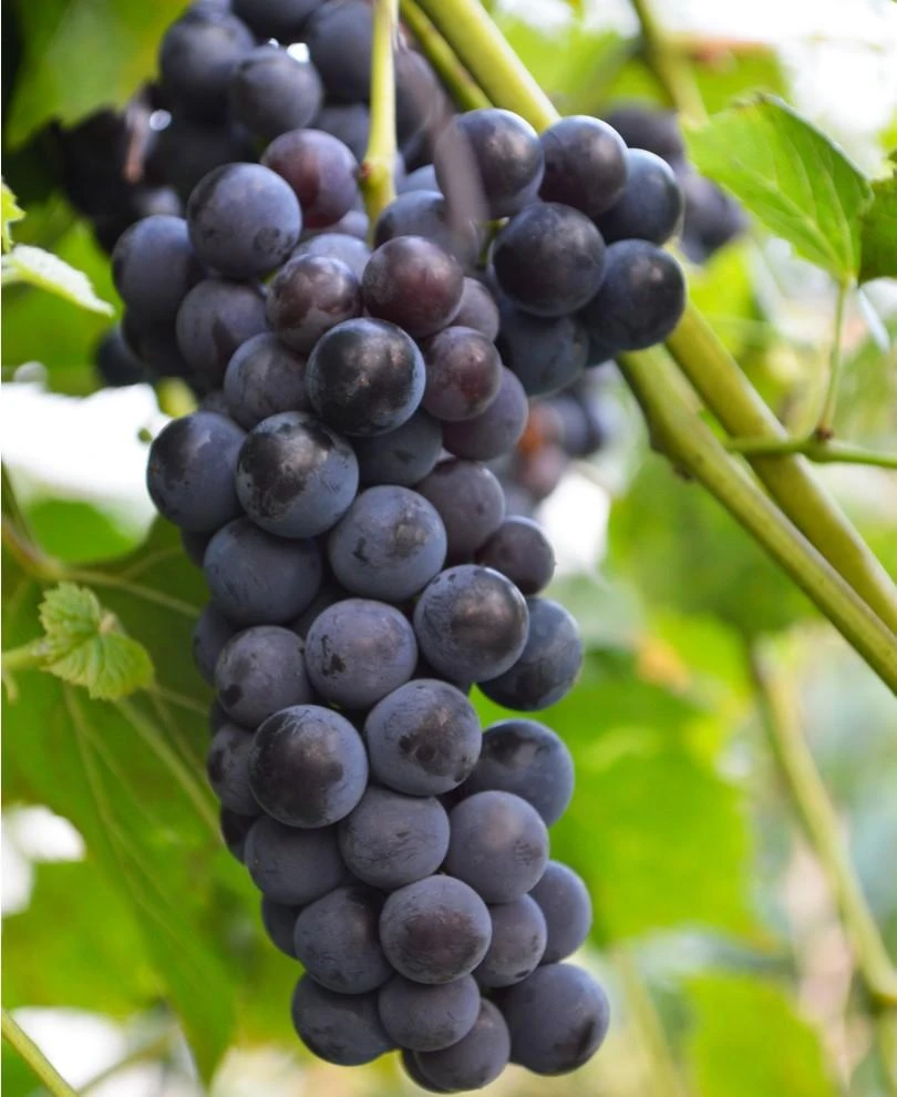 Faith Seedless Grape