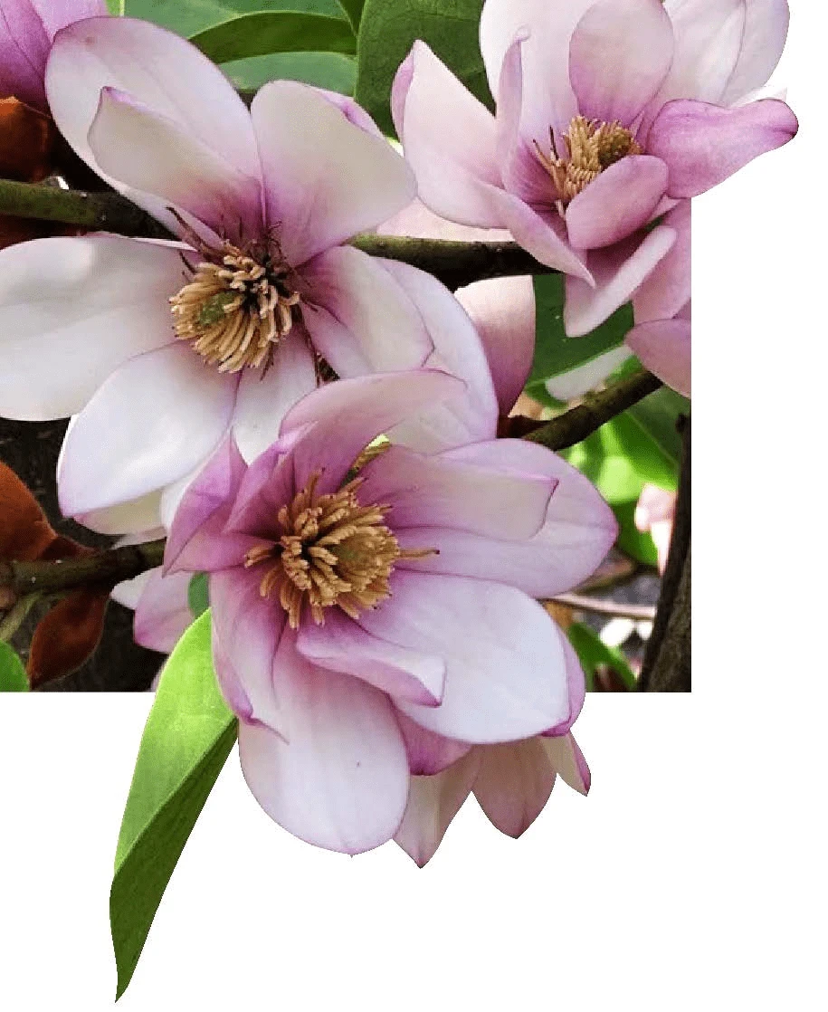 Michelia Doltsopa "Fairy Blush"