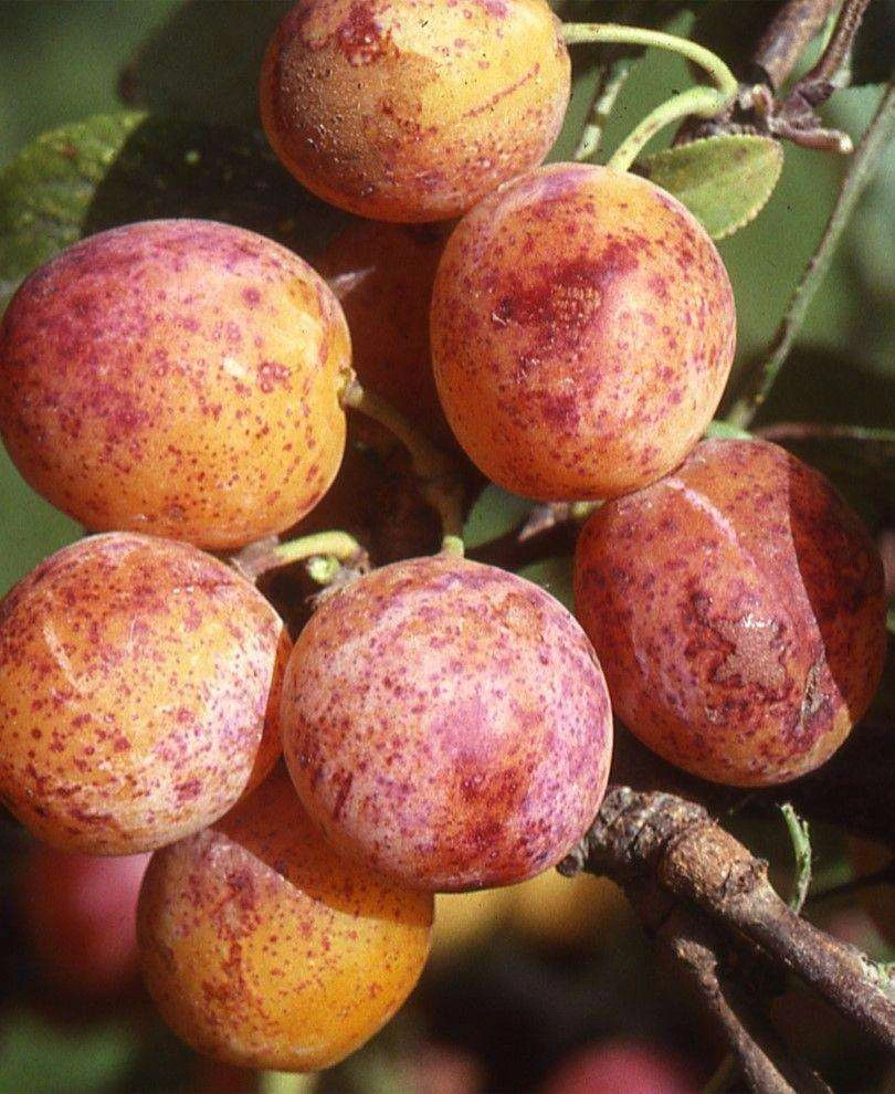 Combo Mirabelle Plum (5 Varieties)