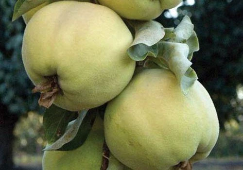 Pineapple Quince