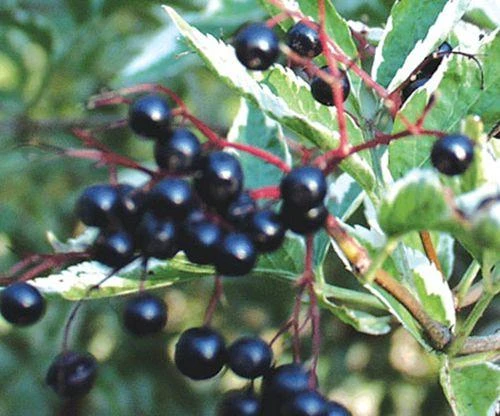 Variegated Elderberry - Image 2