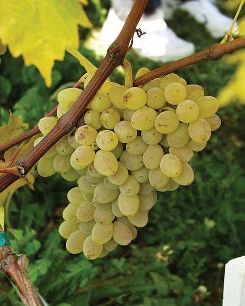 Neptune Seedless Grape