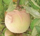 Apple Maggot Control Bags