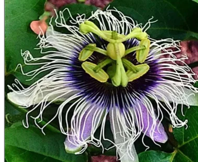 Possum Purple Passiflora