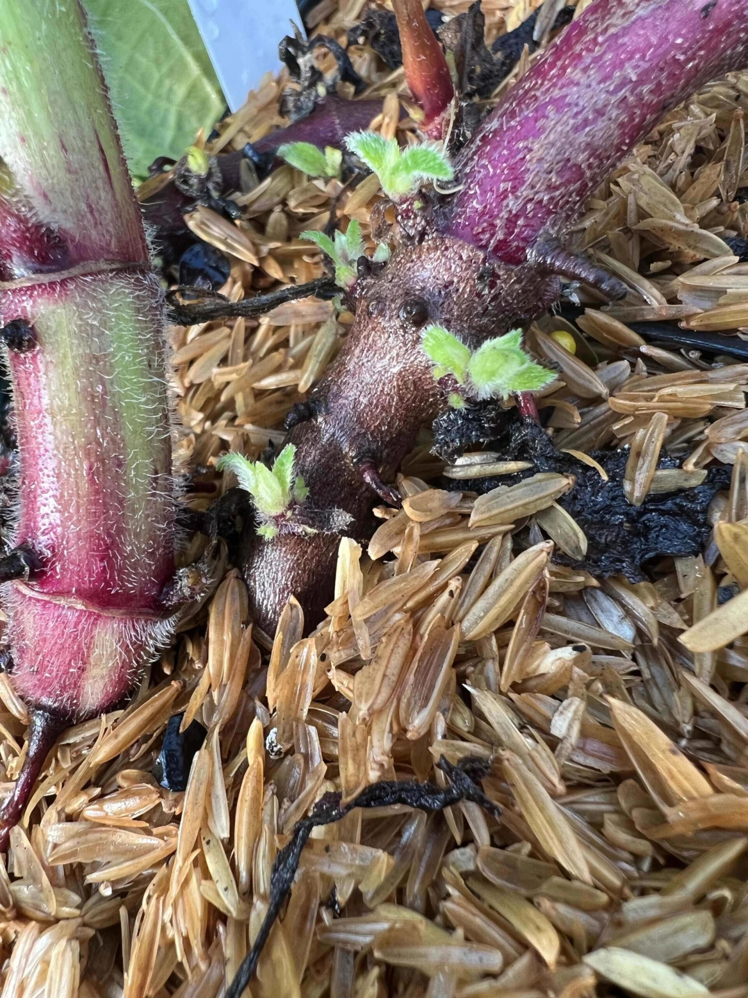 Purple Yacon - Image 3