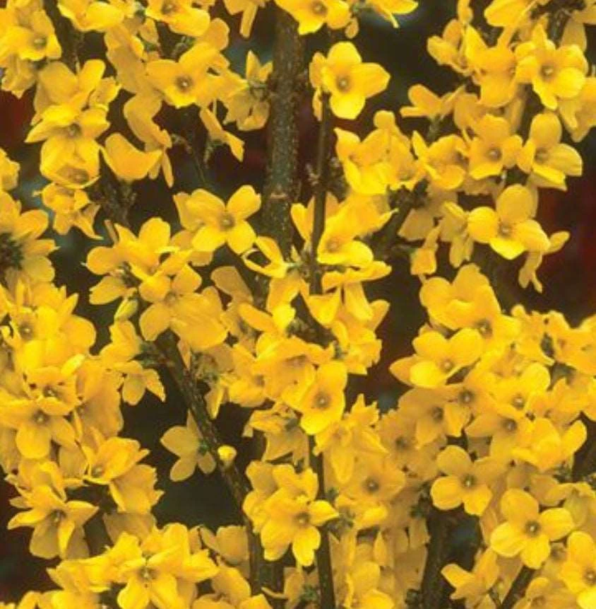 Alpha Gold Tideâ„¢ Forsythia