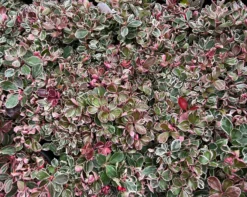 Winter Splash™ Wintergreen