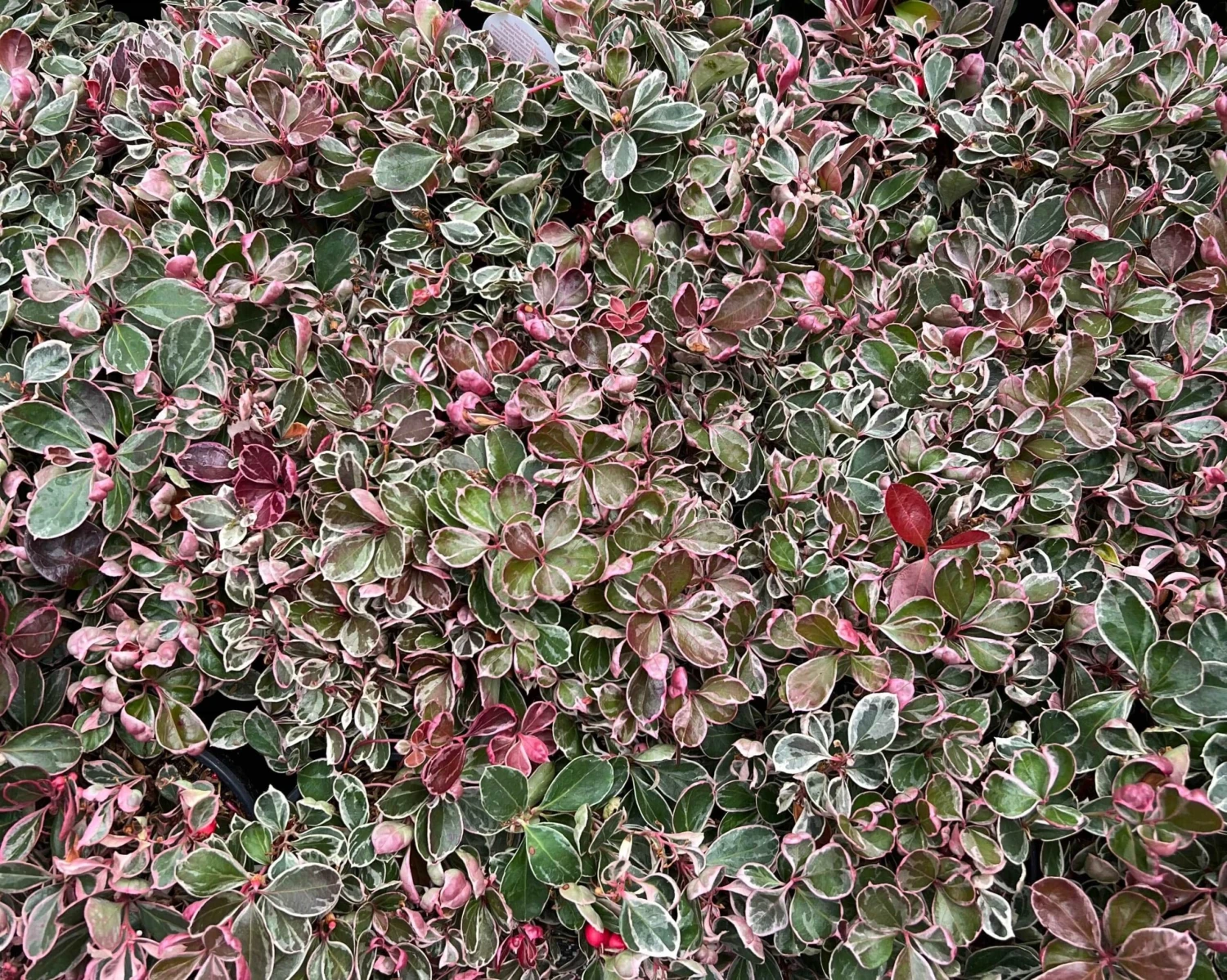 Winter Splash™ Wintergreen