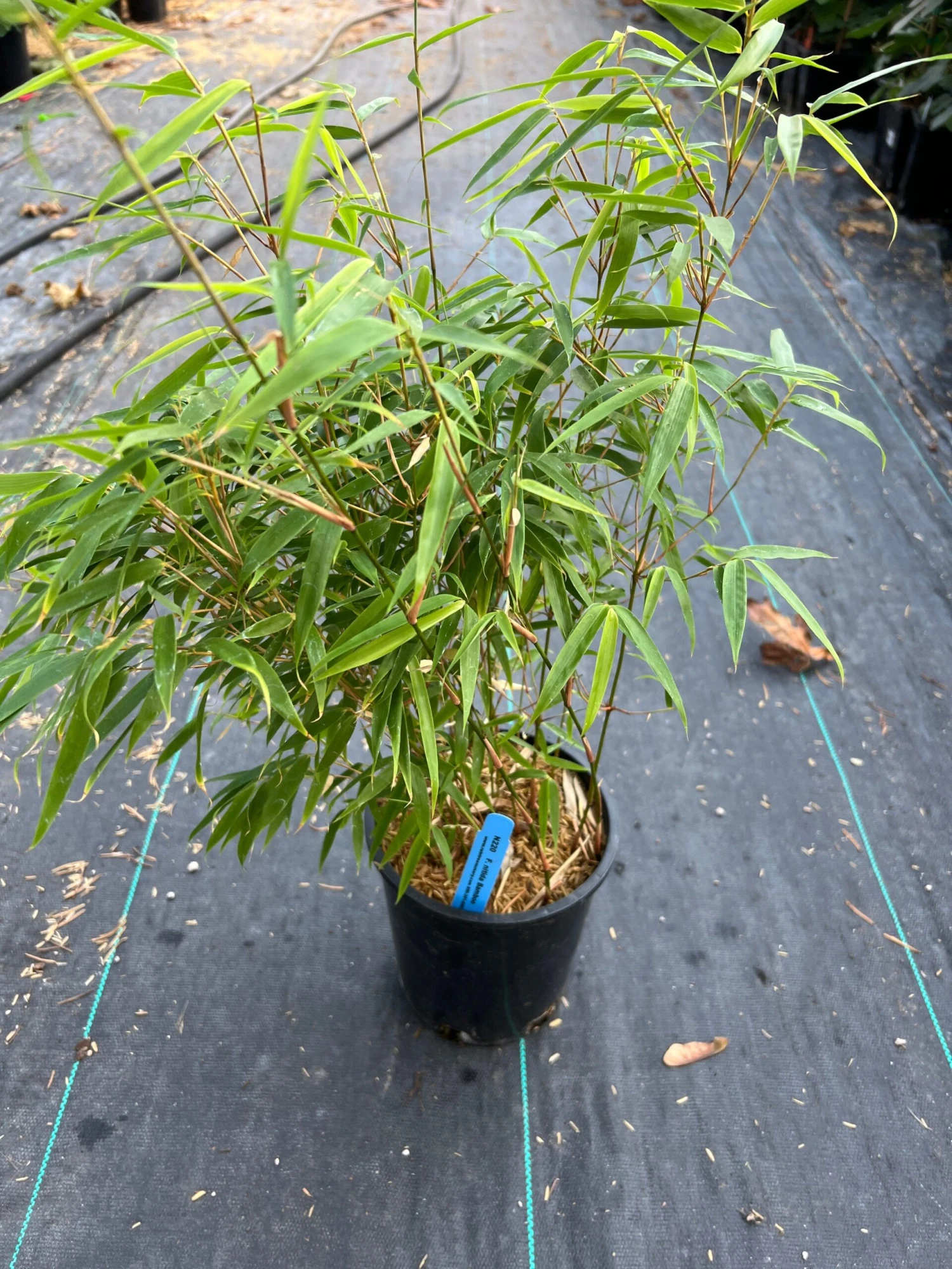 Fargesia Nitida Bamboo - Image 2