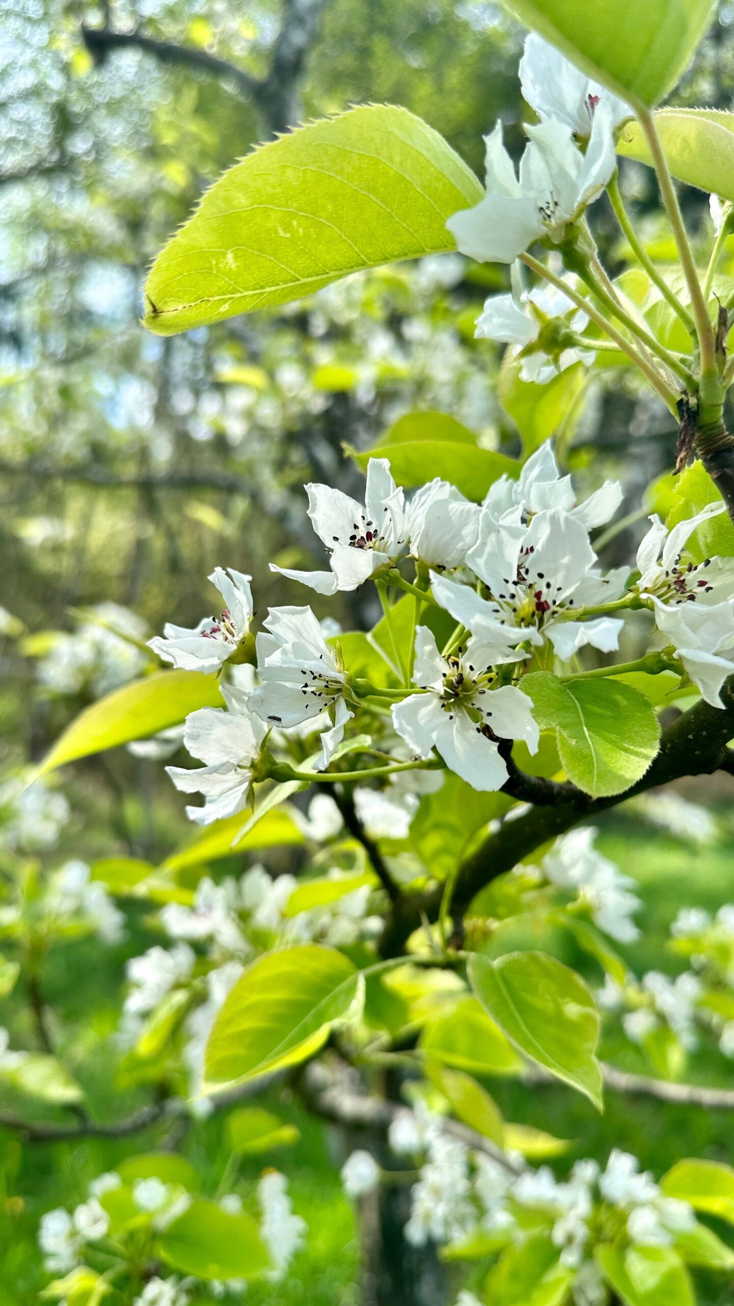 Shinseiki Asian Pear - Image 2