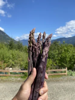 Sweet Purple Asparagus