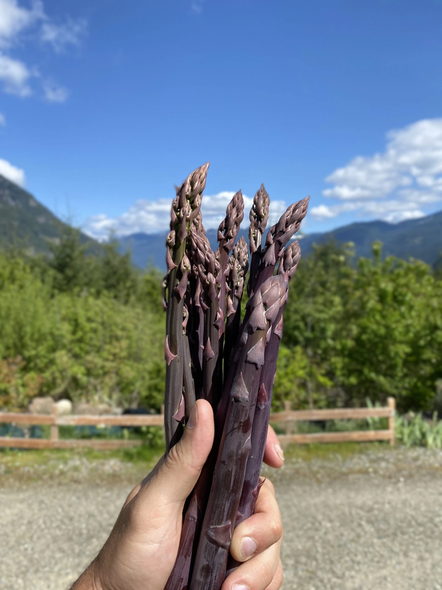 Sweet Purple Asparagus